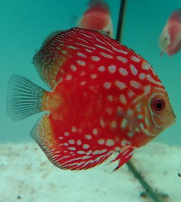 Red Checkerboard Discus